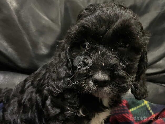 Two beautiful black Cockapoo girls for sale in Wetherby, West Yorkshire - Image 3