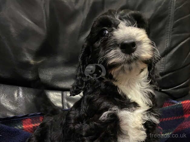 Two beautiful black Cockapoo girls for sale in Wetherby, West Yorkshire - Image 4