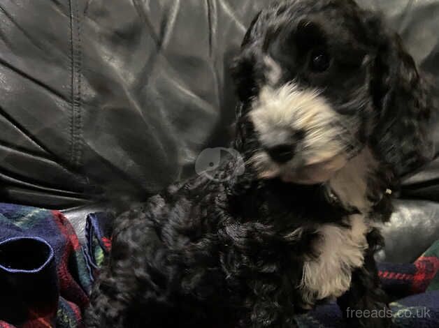 Two beautiful black Cockapoo girls for sale in Wetherby, West Yorkshire - Image 5