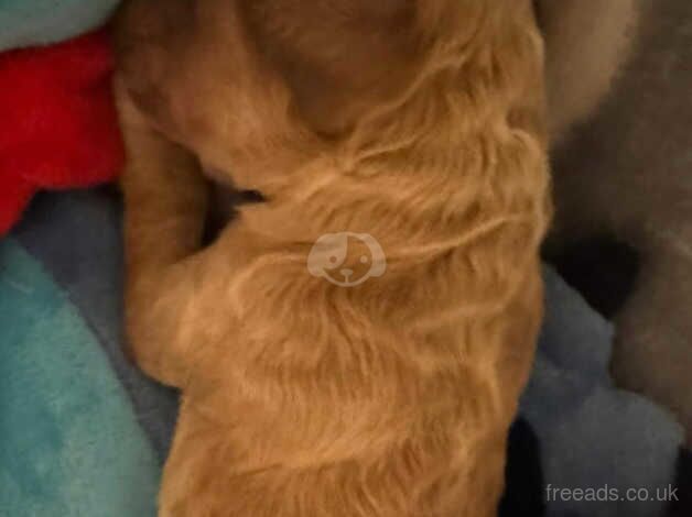 Cockapoo Puppies for sale in Somerset