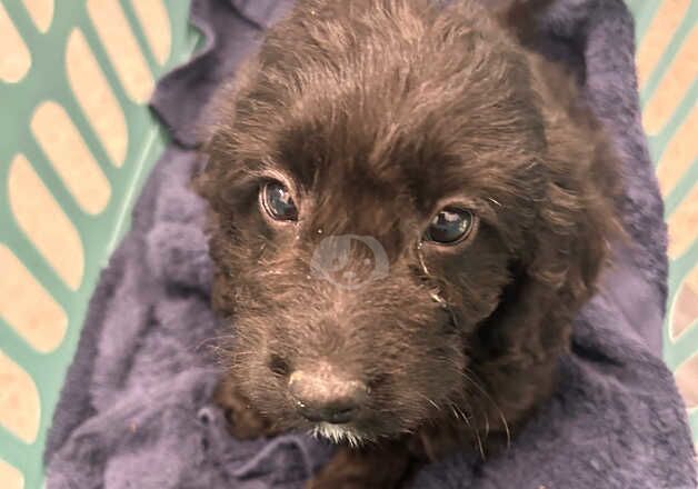 Cockapoo Puppies for sale in Northumberland