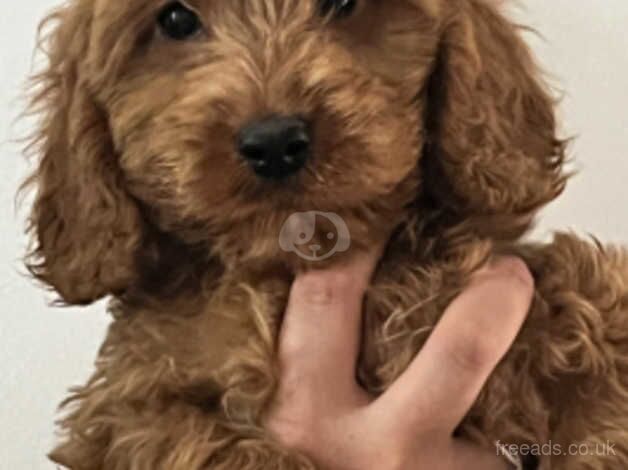 Two cockapoo puppies for sale in Ashford, Devon - Image 1