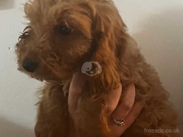 Two cockapoo puppies for sale in Ashford, Devon - Image 2