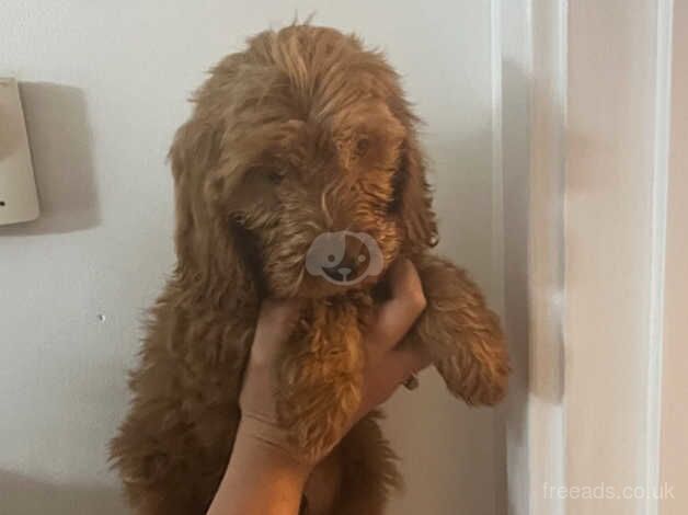 Two cockapoo puppies for sale in Ashford, Devon - Image 3