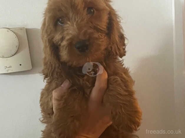 Two cockapoo puppies for sale in Ashford, Devon - Image 4