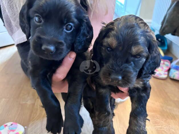 Two gorgeous cockapoo boys for sale in Knowstone, Devon - Image 1