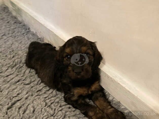 Two gorgeous cockapoo boys for sale in Knowstone, Devon - Image 2