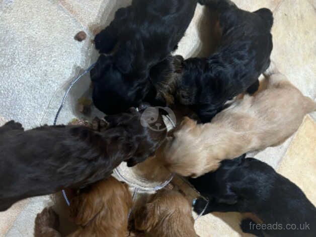 Two gorgeous cockapoo boys for sale in Knowstone, Devon - Image 3