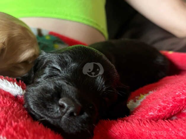 Two gorgeous cockapoo boys for sale in Knowstone, Devon - Image 4