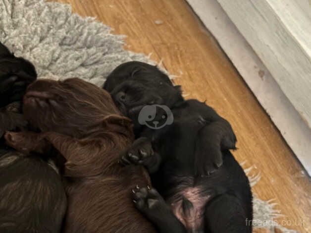 Two gorgeous cockapoo boys for sale in Knowstone, Devon - Image 5