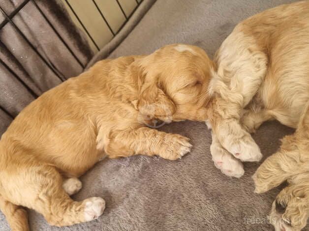 Two Male boy cockapoos for sale in Sheffield, South Yorkshire - Image 1