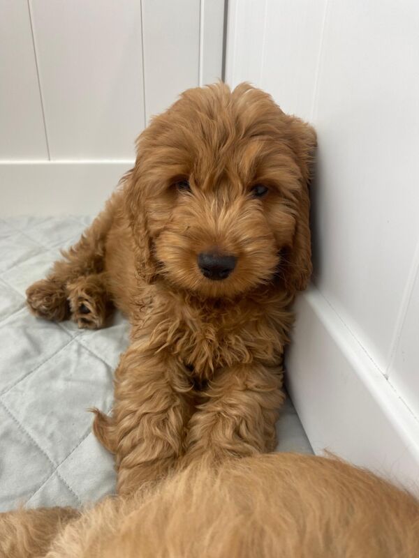 Two stunning pups available for sale in Addlestonemoor, Surrey - Image 2