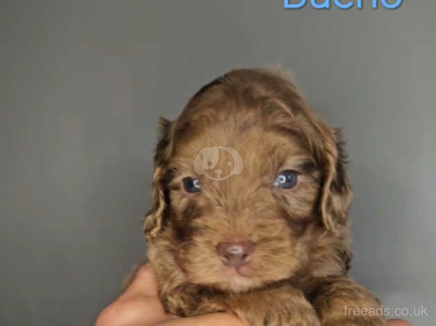 Unique Quality Show Type Teddybear Cockapoo's for sale in Maldon, Essex - Image 3