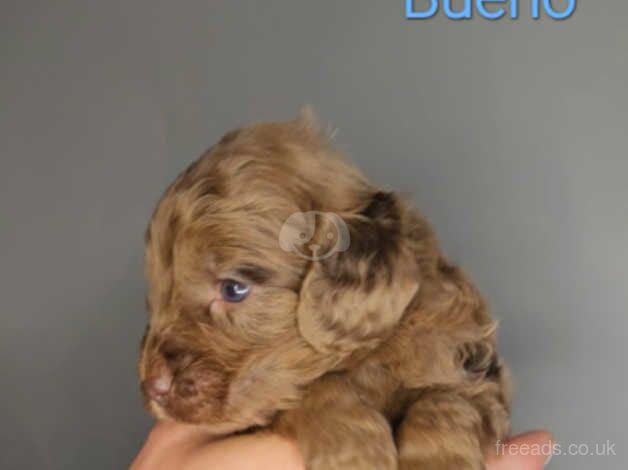 Unique Quality Show Type Teddybear Cockapoo's for sale in Maldon, Essex - Image 4