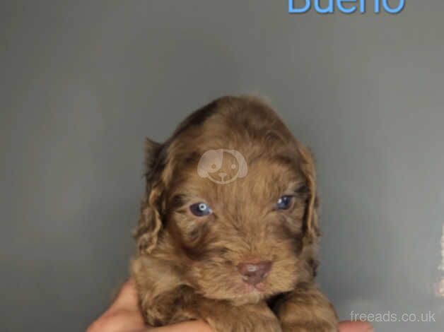 Unique Quality Show Type Teddybear Cockapoo's for sale in Maldon, Essex - Image 5