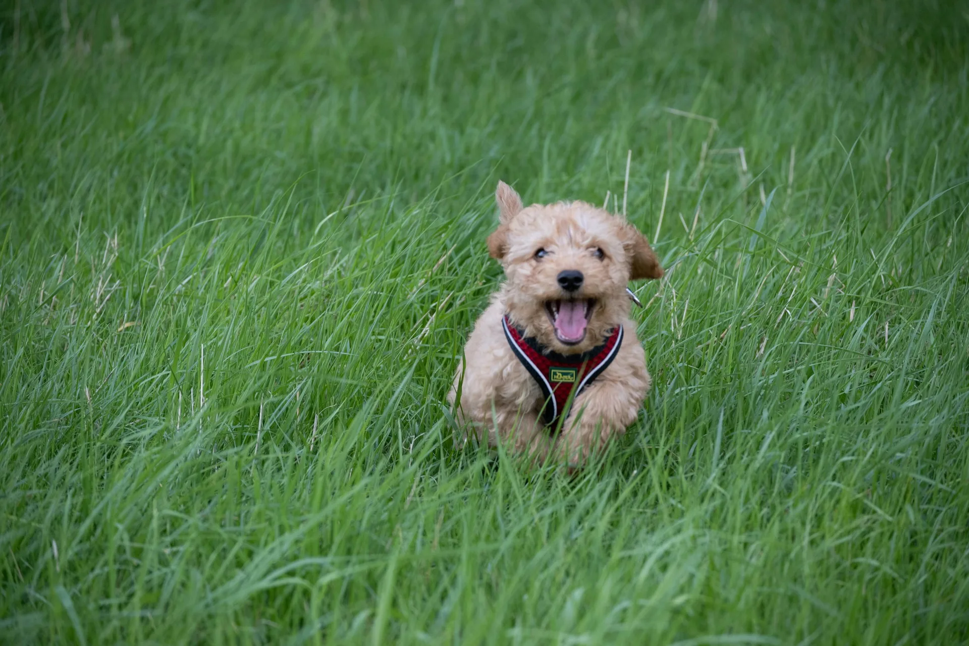 Cockapoo Puppies on Cockapoo Owners