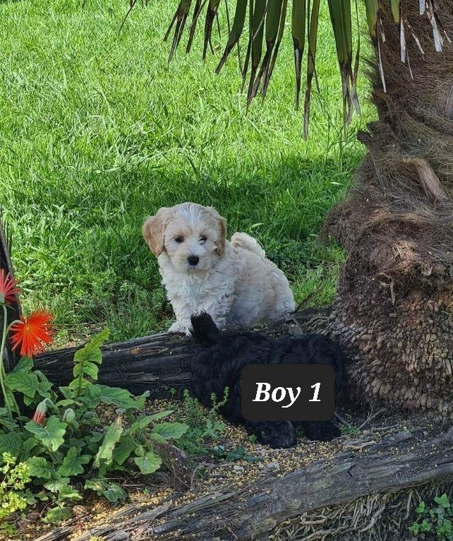 karen pau - Cockapoo breeder