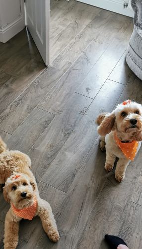 Scott Furley - Cockapoo breeder