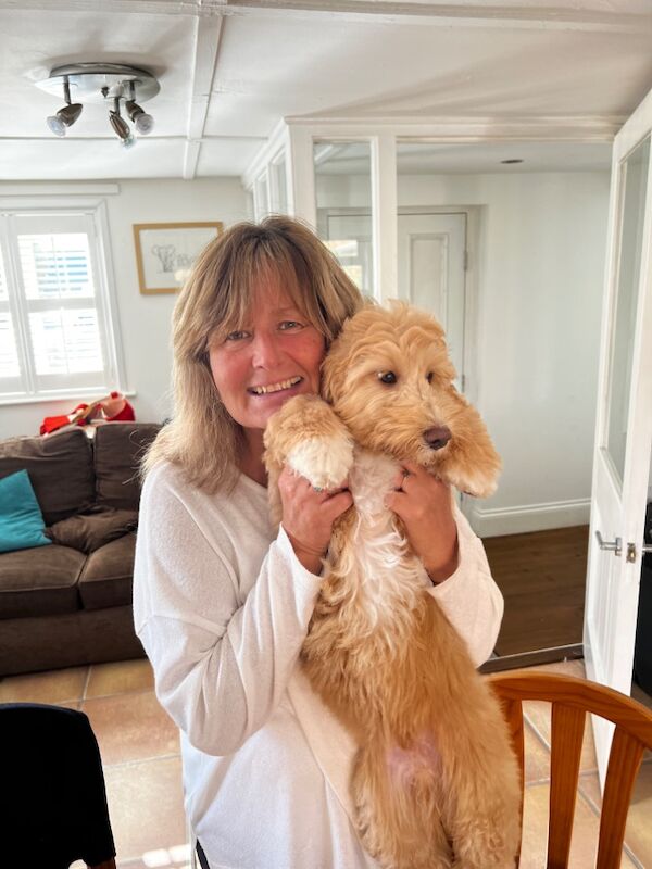 Helen - Private Seller on Cockapoo Owners - Image 8